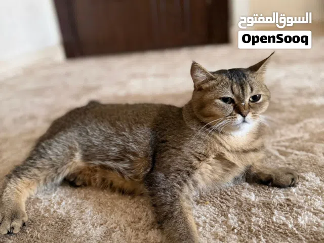 قط بريطاني من اشهر القطط المنزليه لونه ذهبي فاتح جولدن شدد هادئ وحنون وذكي ولطيف جدا ومعقم