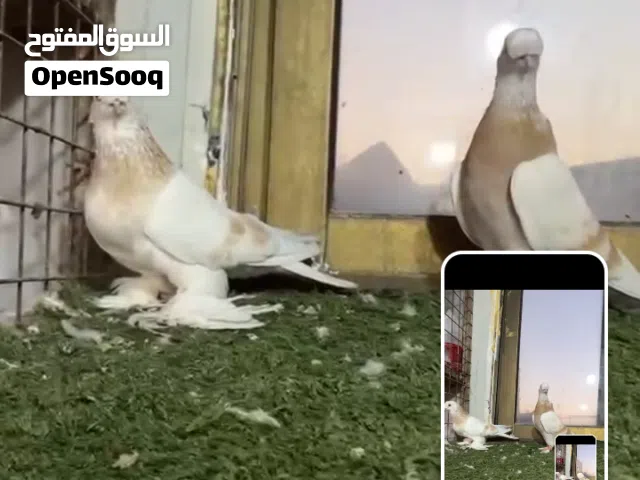 جوز صابوني
