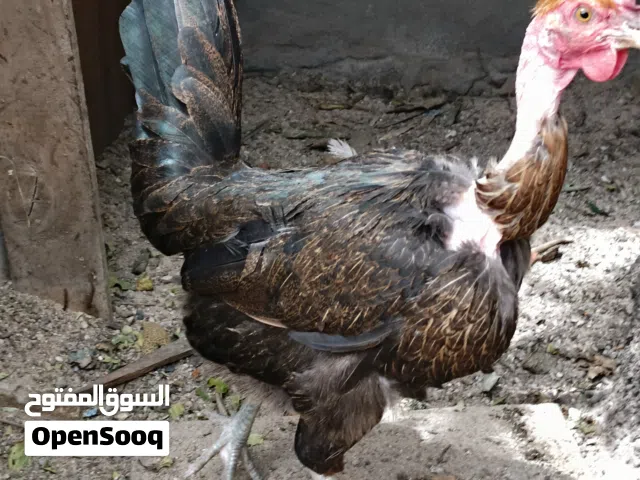 دجاجه تبيض مضروب ب كويتي