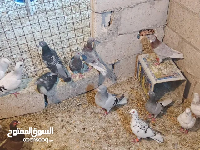 حمام للبدل