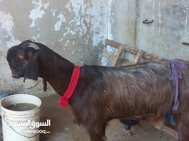 عنزه شاميه