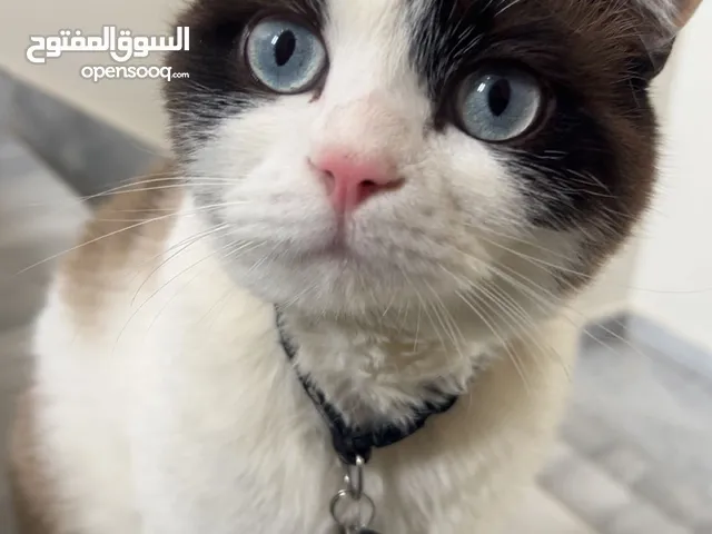 قط مفقود هملايا