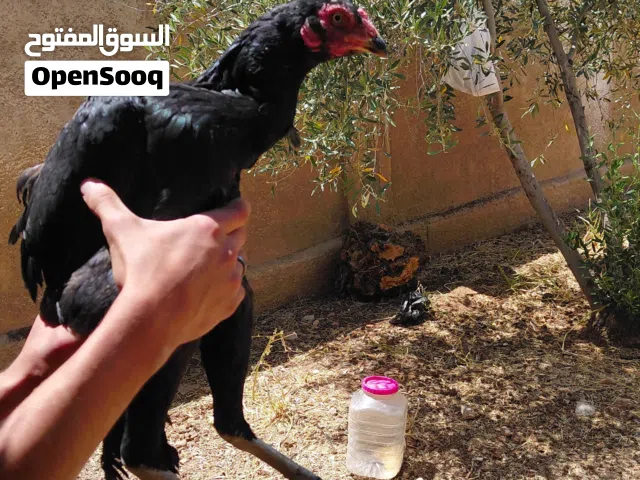 جاج باكستاني