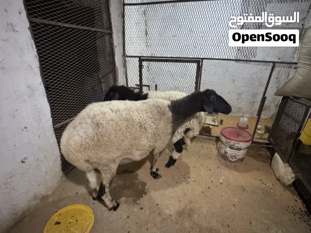 نعجه مشاءالله