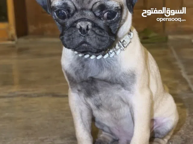 كلب pug تي كاب