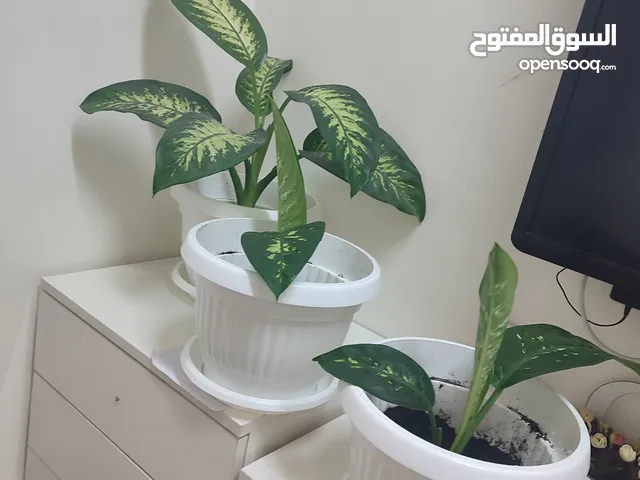 نبتة الزراعه الداخليه