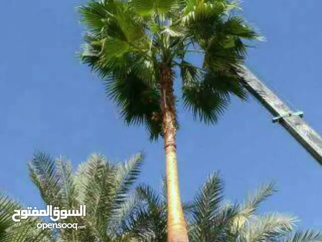 نخل واشنطني زينه للبيع بجميع المقاسات