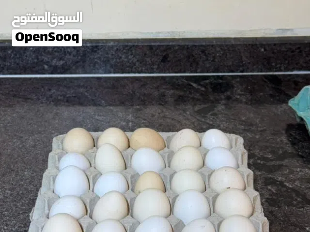 بيض مخصب ال30 حبه