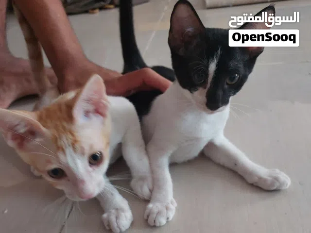قطتين لتبني بالمجان
