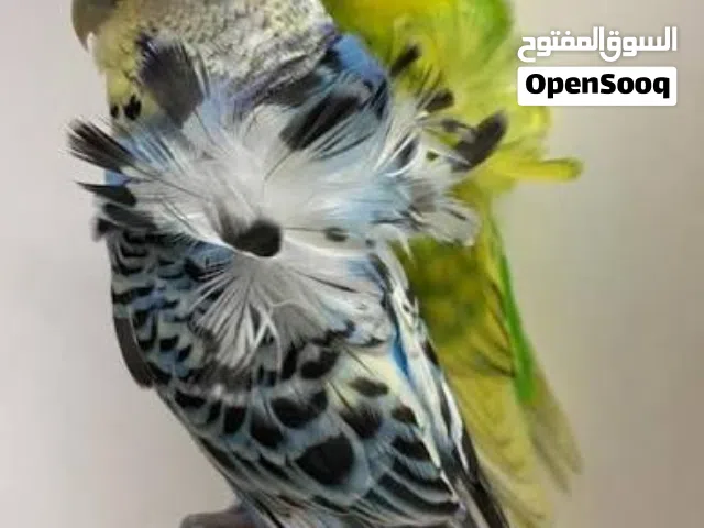 مطلوب زوج بادجي فلل