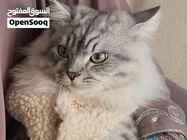 قط سيبيري حنون جدا