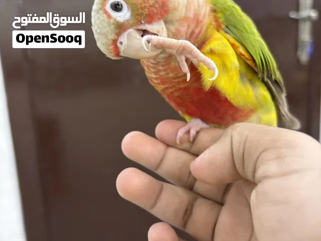 طير سينامون كنيور للبيع