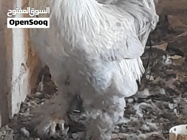 7جاجات و 3 ديوك براهمه شغالات وانتاجهم موجود