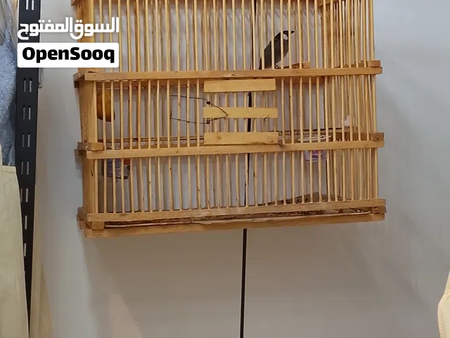 بلبل نثيه للبيع