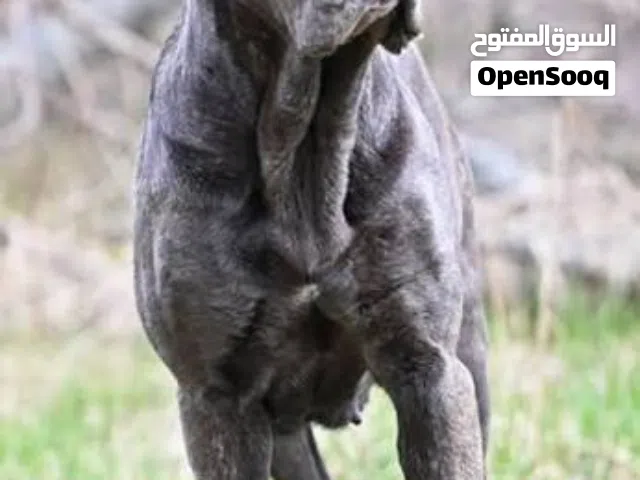 can corso one years كين كورسو العمر سنه