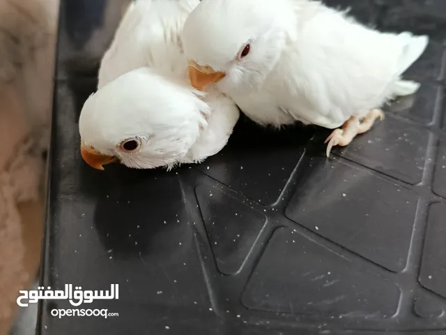 فراخ روز البينو بيور عين حمرا