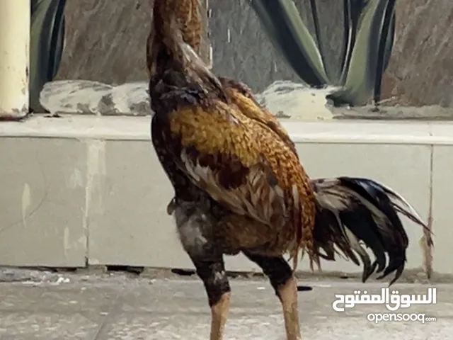 ديج باكستاني مع صوص بسعر جيد لو لك خاطر حياك .....