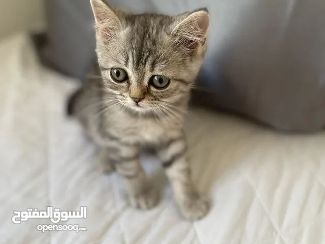 قط برتش مكس