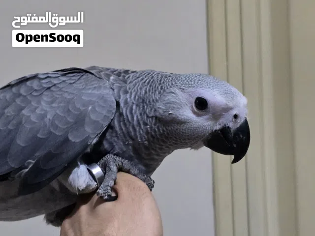 كاسكو سوبر جامبو للبيع