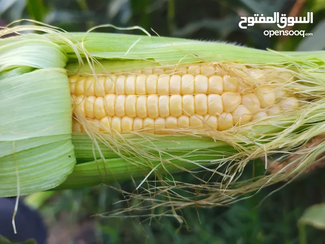 ذره حلوه كبيرة الحجم طازجه من المزرعه