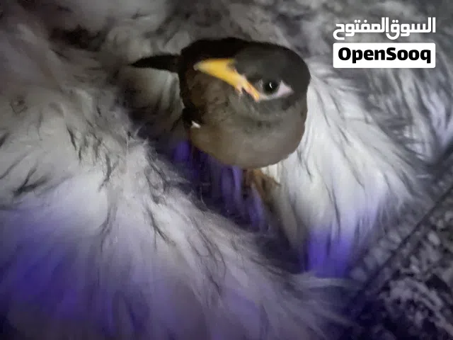 طير مينه اليف عمره 4اشهر