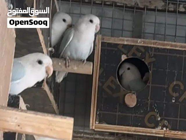 روز تركواز 2 اليفات جدا