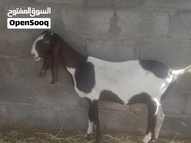 باكستانى بيور غنم