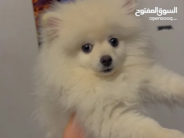 بومرينيان بيور للبيع