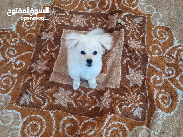 كلب لولو فوكس للبيع