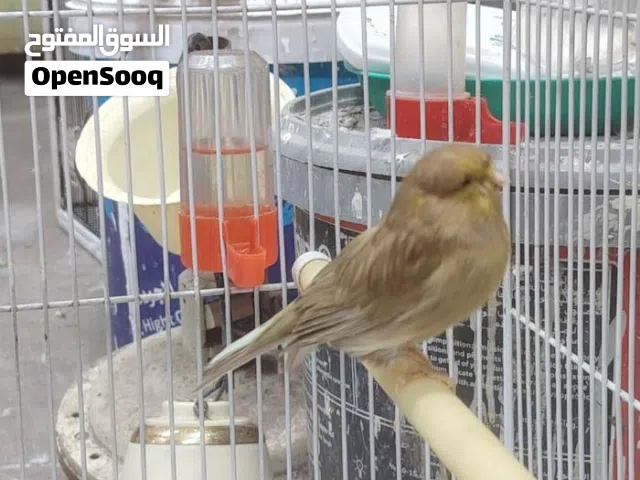 كناري نثيه بوم نرويجي