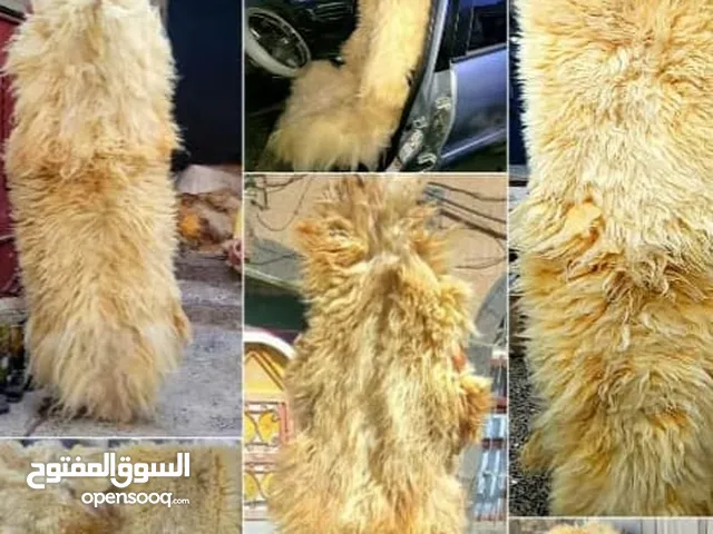 فروات طبيعي سوري درجه اوله