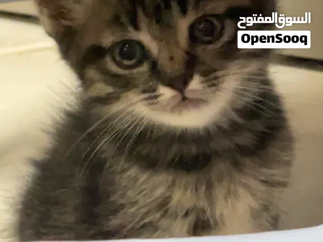 ذكر سكوتش ستريت العمر شهر ونص
