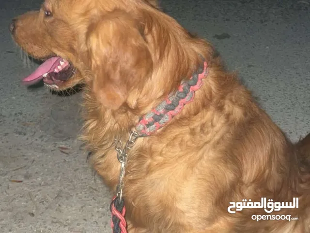 كلب جولدن بيور عظم عريض طالب تزاوج ذكر بدي أنثى بيووور