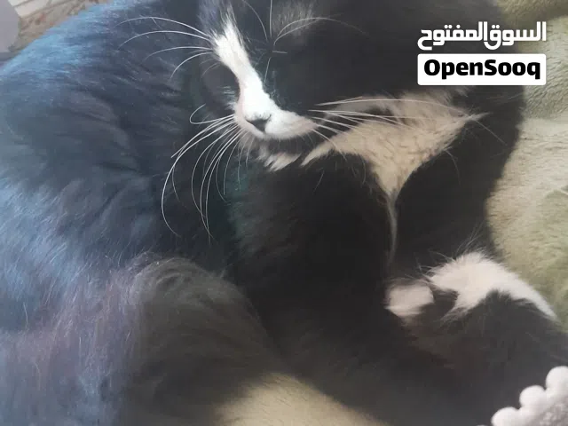 موجود قطط للتبني