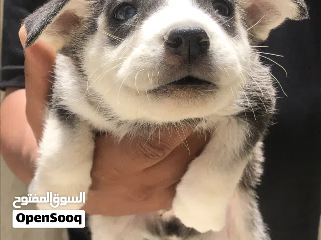 4 جراء هاسكي للبيع"