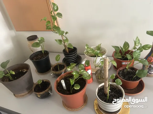 Plants for sale. Money plant with good condition.