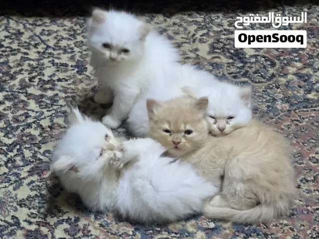 قطط شيرازي العمر شهر ونص يحبون اللعب ونشيطات ومتعلمات على الليتر بوكس كلهم مواليد داخل البيت