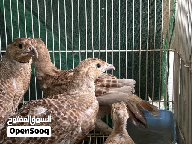 للبيع صفارد باكستانيه جامبوا