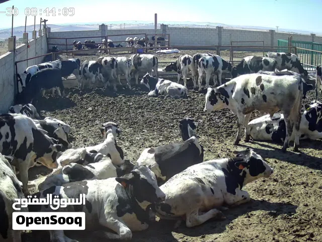 عجول بلدي للبيع الموقع الجيزة  اوزان 300