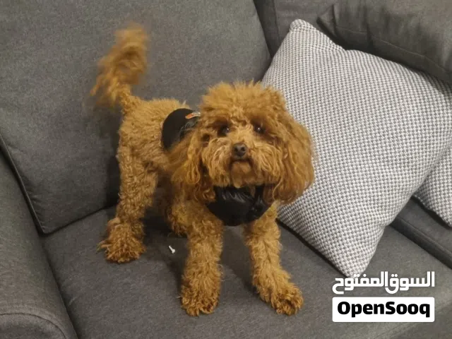 A very purebred poodle, extra small size, weighing 1.7 kg, aged 1 year and 4 months. He has a Turkis