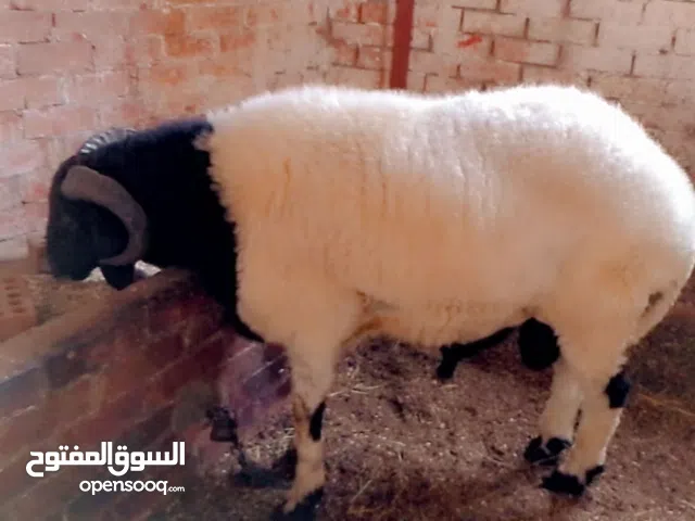 كبش لحم للدبح سعر الكيلو 230ج يوجد دبح