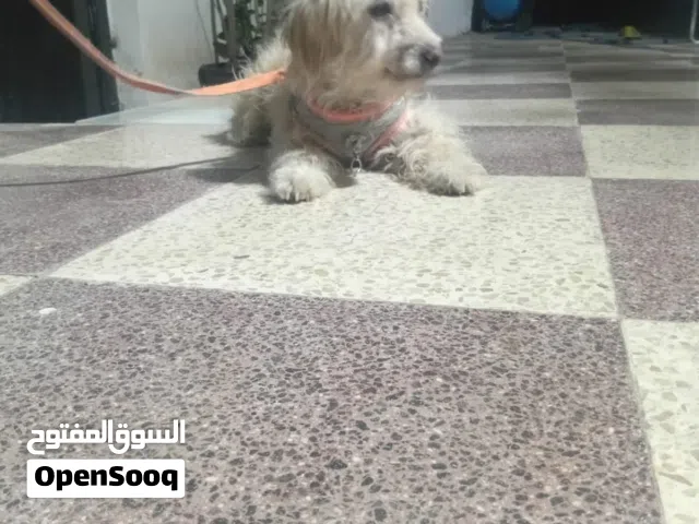 كلب لعوب جدا بسعر حرق
