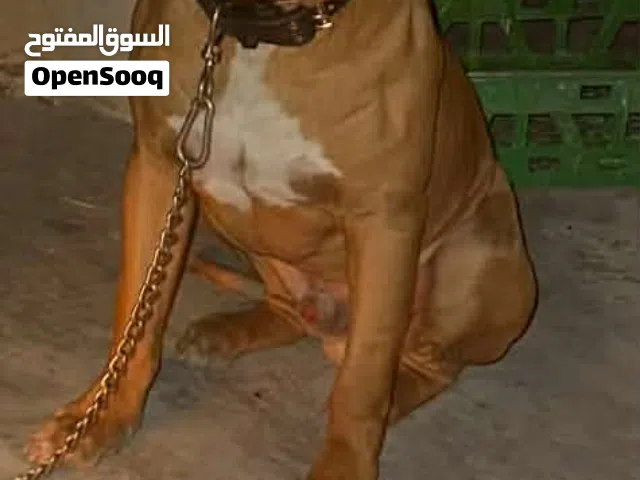 بيتبول اسمه بويكا مدرب طاعه كامله وشراسه   عمره 10 اشهر