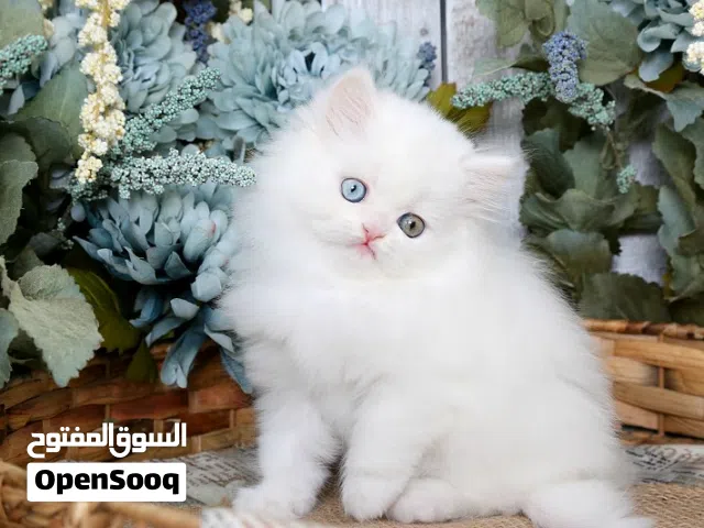 Kitten Persian cat