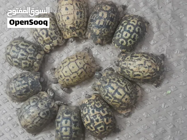 سلاحف يوناني