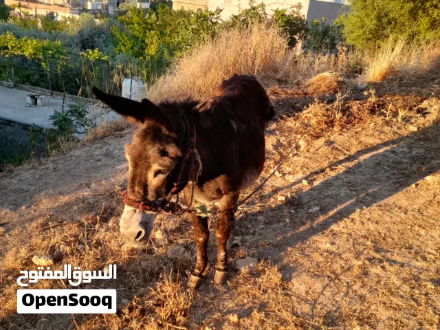 حمارة للبيع بسعر مغري عند ابو زاهي