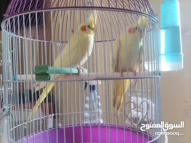 couple calopsitte yeux rouge زويجة كالوب سات عين حمرة مع قفص جديد