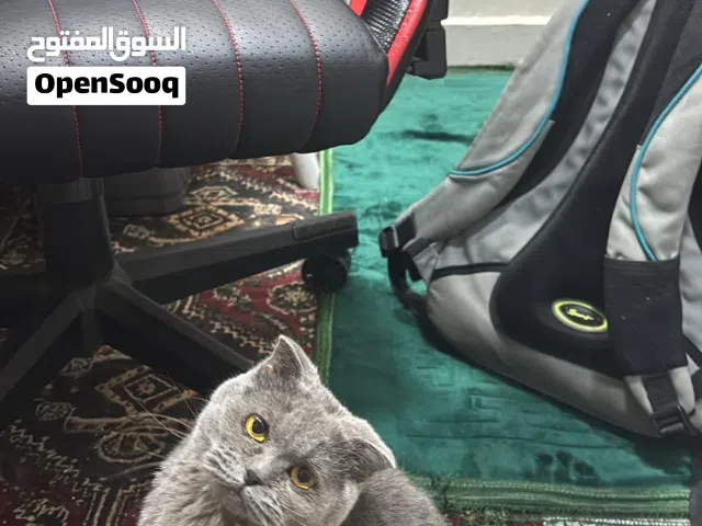 للتبني قط عمر 8شهور تقريباً