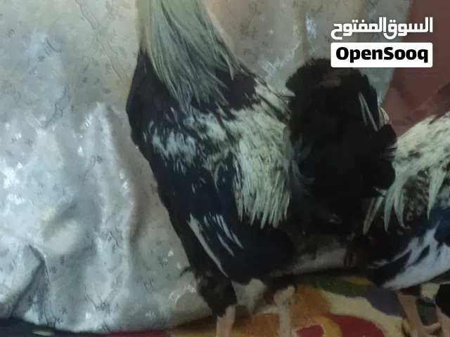 ديچين دندراوي تمري للبيع