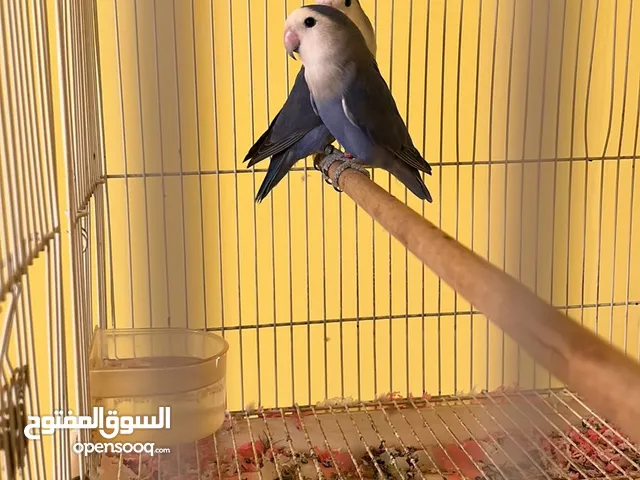 للبيع ازواج روز و زوج بادجي منتجات